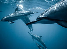 开云体育app-杨鸣辞去辽宁沈阳三生飞豹篮球俱乐部主教练职务